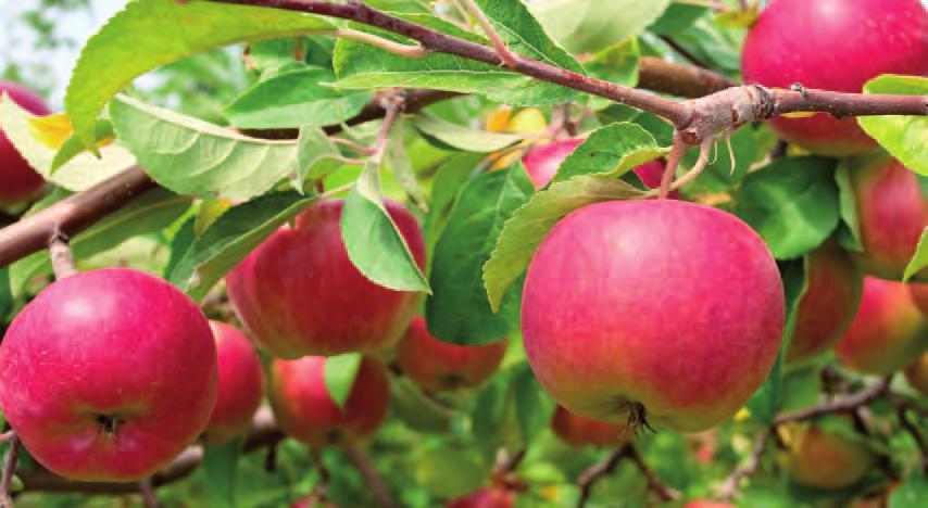 Amorosa / Aroma Omenan nimi viittaa jo itsessään aromikkuuteen, jossa makeus ja hapokkuus ovat hienossa tasapainossa.