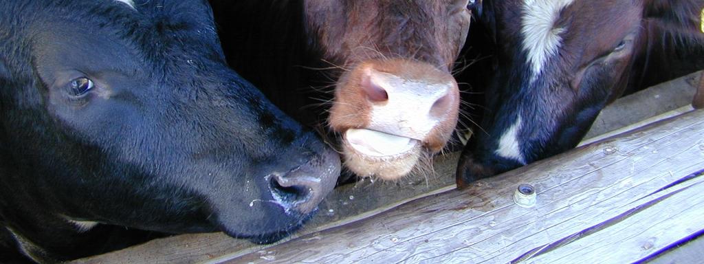 Rikkoutumattomat jyvät lisäävät massaan tarpeetonta ilmatilaa,