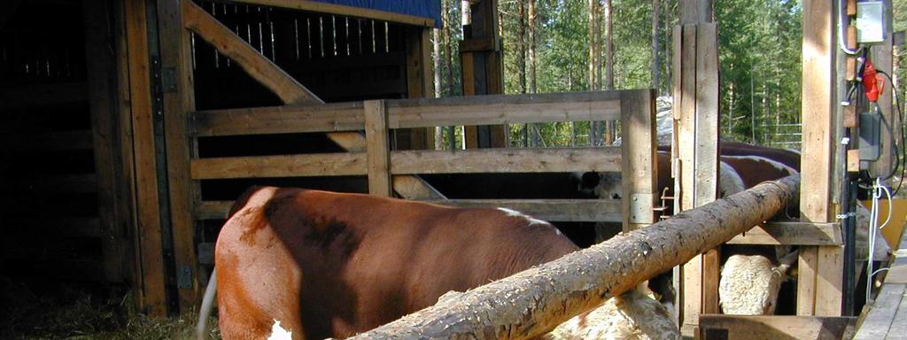 Ruokinnassa rehun maittavuus heikkenee ja kokonainen jyvä menee