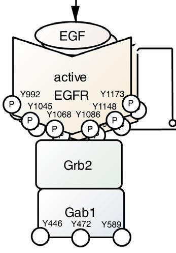 A comprehensive pathway map of epidermal