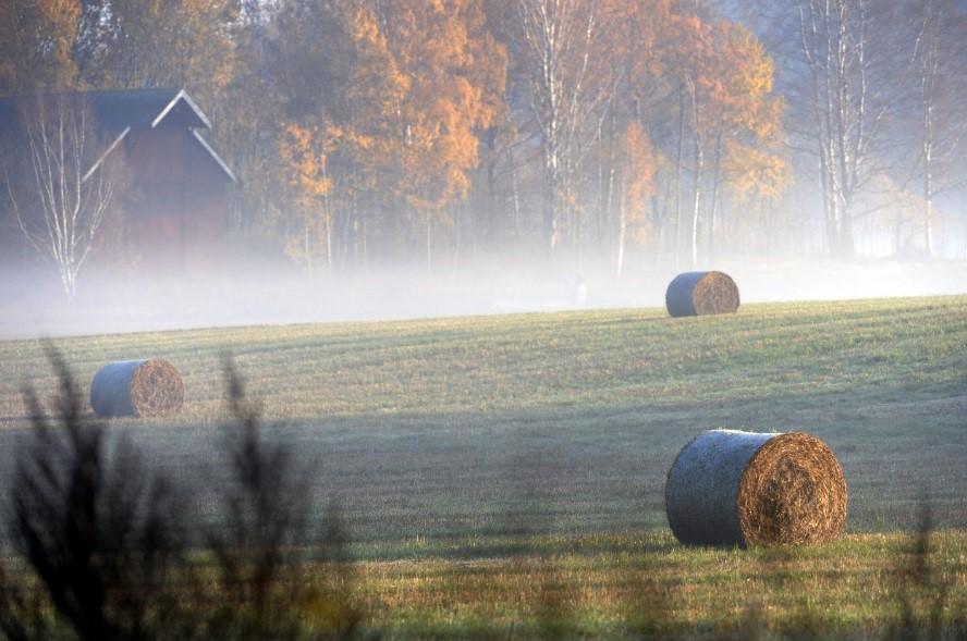 3 2 KEHITTÄMISTYÖN TIETOPERUSTA Opinnäytetyössä suunnitellun yrityksen toiminta perustuu luonto- ja eläinavusteisuuteen ja niiden hyvinvointia tuottaviin vaikutuksiin.