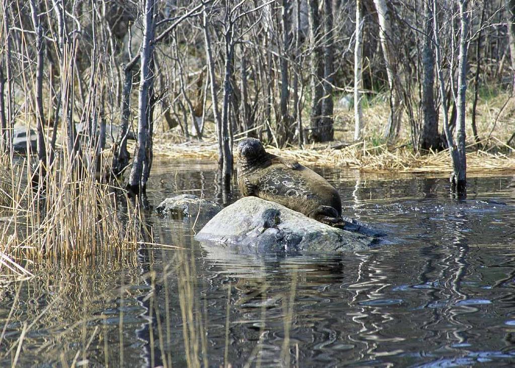 Opastetulla kierroksella tutustutaan Saimaan luontoon sekä kulttuurihistoriaan. Matkalla yövymme luonnonrauhassa Lomamokkilassa, joka järvimaisemineen on jo itsessään nähtävyys.