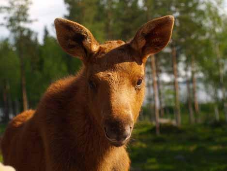 Jäätiköiden sulaminen on jättänyt jälkeensä ainutlaatuisia luonnon muotoja, kuten De Geer moreeniharjanteita, joita voi ihastella Merenkurkun karuilla, mutta kauniilla karikoilla.