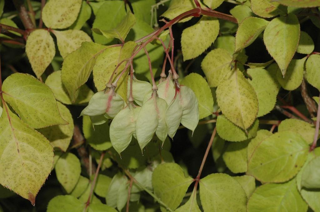 Kuva 9. 3.2.7 Staphylea bumalda (Plantsystematics n.d.) Stewartia kesäkameliat Yhdeksän kesävihantaa puu- ja pensaslajia muodostavat Stewartia-suvun.