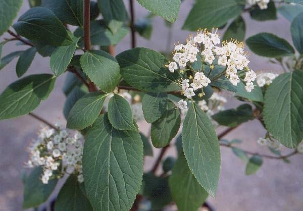 Pistokkaita otettiin koetta varten Tripetaleia bracteata -lajista. Laji on Japanista kotoisin olevat runsaasti oksia tekevä 90 180 cm korkeaksi kasvava pensas. (Dictionary of Gardening 1992c, 511 512.