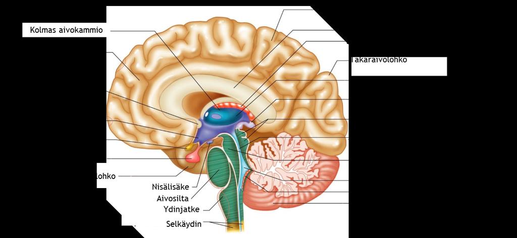 8 Aivosillassa (pons) on erilaisia hermoratoja ja ydinjatkeessa (medulla oblongata) on monia tärkeitä autonomisia toimintoja sääteleviä tumakkeita.