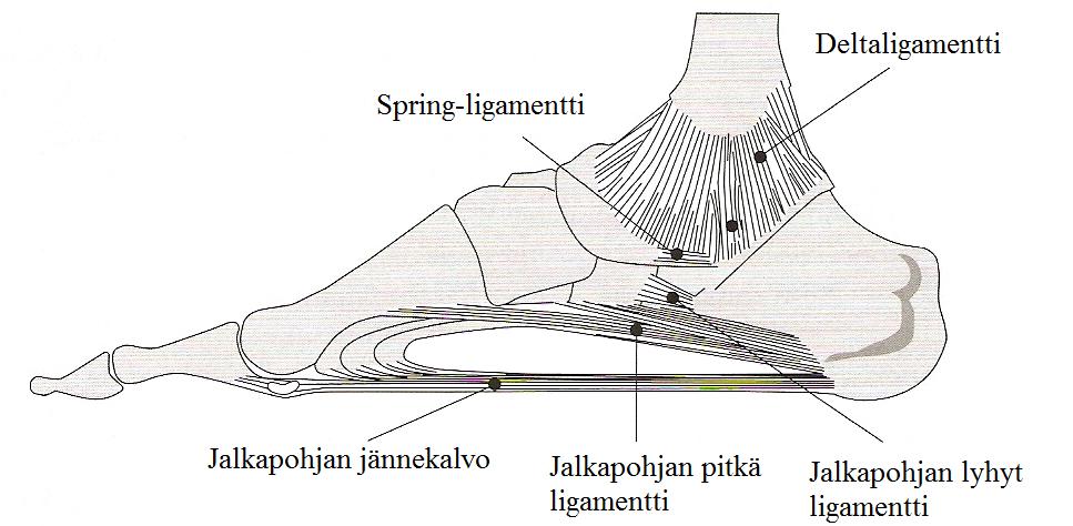 13 jotta askel voi varvastyöntövaiheessa (kts. luku 3.3) suuntautua optimaalisesti suoraan eteenpäin. (Ahonen 2004, 72, 82.