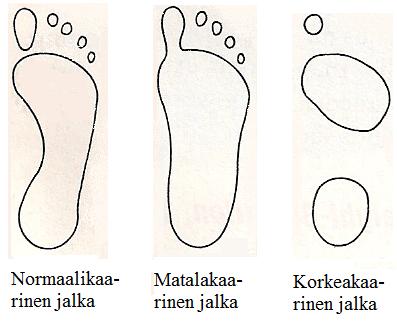 Kaari on rakenteeltaan joustamaton vaajaluiden asettuessa kiilamaisesti toisiaan vasten (Ahonen 2004a, 79).