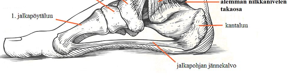 8 Ensimmäisen jalkapöytäluun ulommaisen pään alla on kaksi jänneluuta, joiden kautta päkiän sisäreuna on kontaktissa alustaan. (Ahonen 2004a, 70, 73.