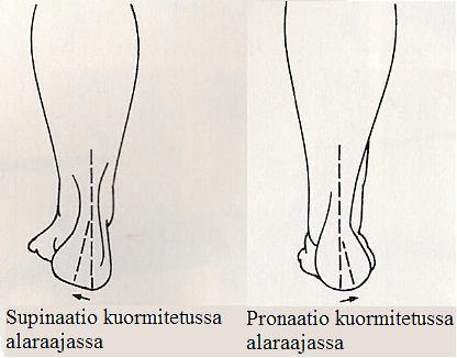 9 articulatio talocalcaneonaviculari eli tela-kantaluunivel.