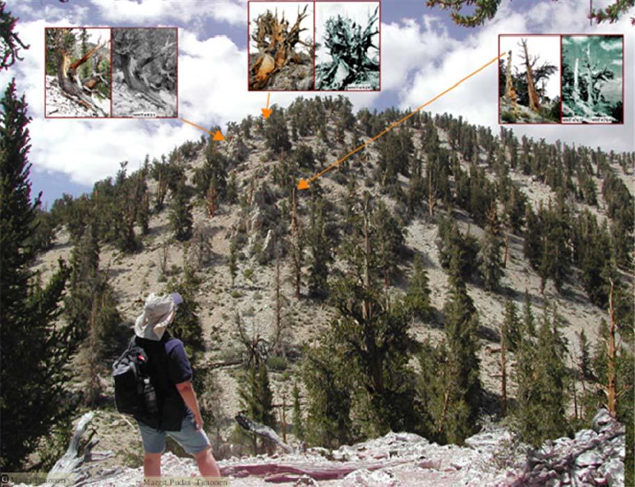Vihnemäntyjen jäljillä Pohjois-Kalifornian White Mountains-vuorten ylängöillä yli 3000 metrin korkeudella kasvaa vihnemänty (Pinus aristata).