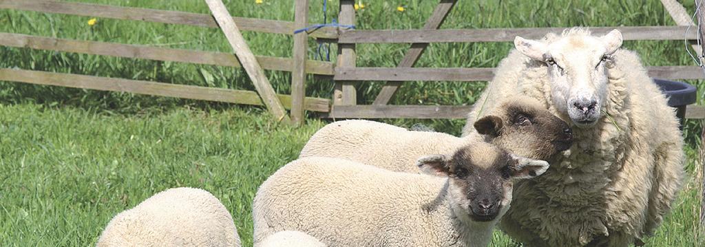 Lammaste söötmisplaan Hiven Oy toodete abil Näitefarm: Holmtebo Västergård ja Hummelvik, Rootsi. Farmis on 320 utte, umbes 50 noorutte (sündinud 2011. a) ja 19 jäära.