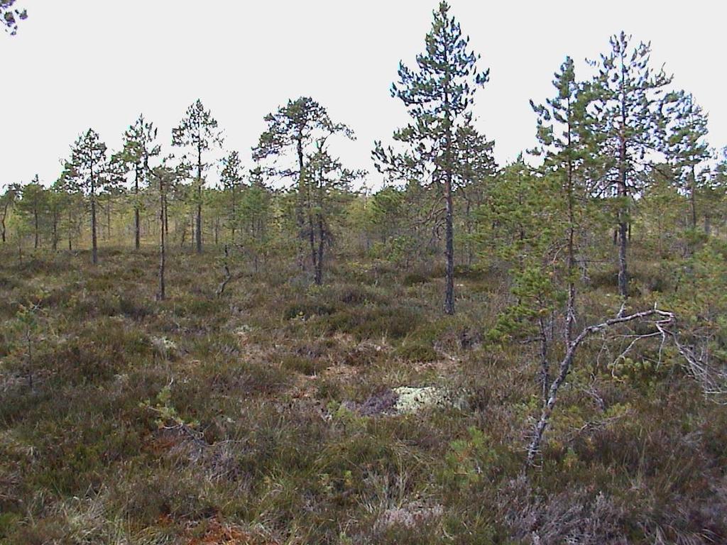 HAUKINEVAN ETELÄOSAN TURVETUOTANTOALUE JALASJÄRVI JA