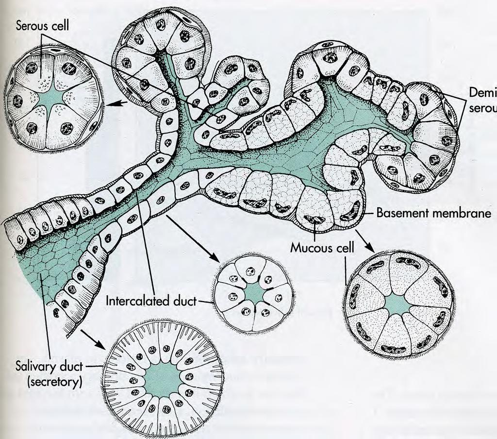 SYLJEN ERITYS SYLKIRAUHANEN Myoepiteelisoluja demilune Proteiinieritteinen