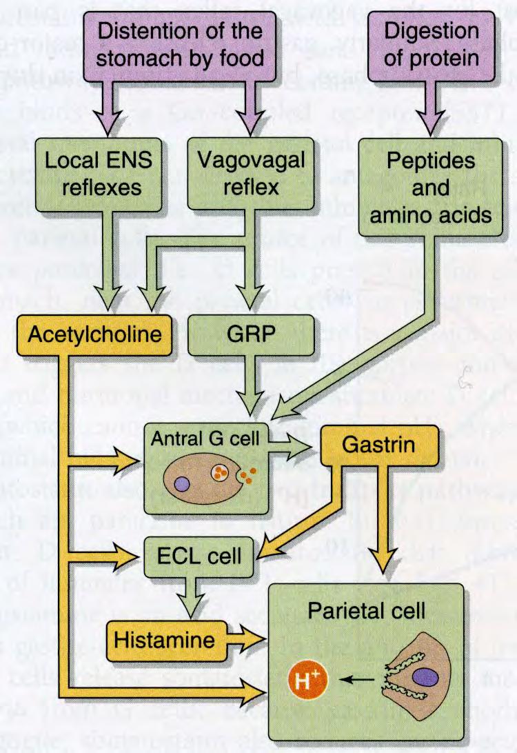 50-60% happoerityksen säätelystä Alkaa ruoan tullessa mahalaukkuun Ärsyke venytys ja proteiinidigestion tuotteet Pepsinogeenien (2 ryhmää; 7 erilaista) ja sisäisen tekijän erityksessä stimulovat