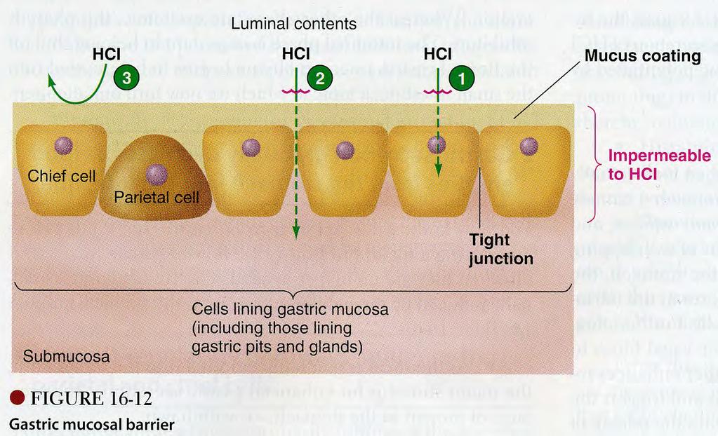 LIMAKALVOESTE ON TOIMINNALLINEN KOKONAISUUS GASTRIC MUCOSAL (DIFFUSION) BARRIER ph 1.5 HCl Cl - /HCO 3 - vaihtaja Limakerros, paksuus 0.2 mm ph 7.0 Na + /HCO 3 - -symportti ph 7.