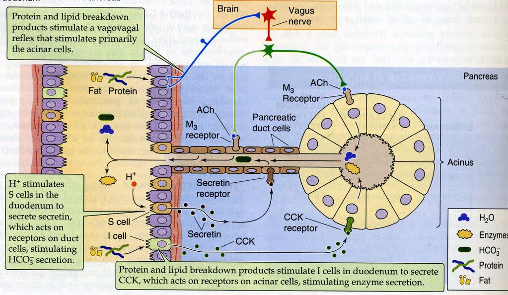 INTESTINAALINEN VAIHE = TÄRKEIN Proteiinien ja rasvojen hajoamistuotteet ärsyttävät limakalvon reseptoreja CCKmonitoripeptidi H + stimuloi S-soluja