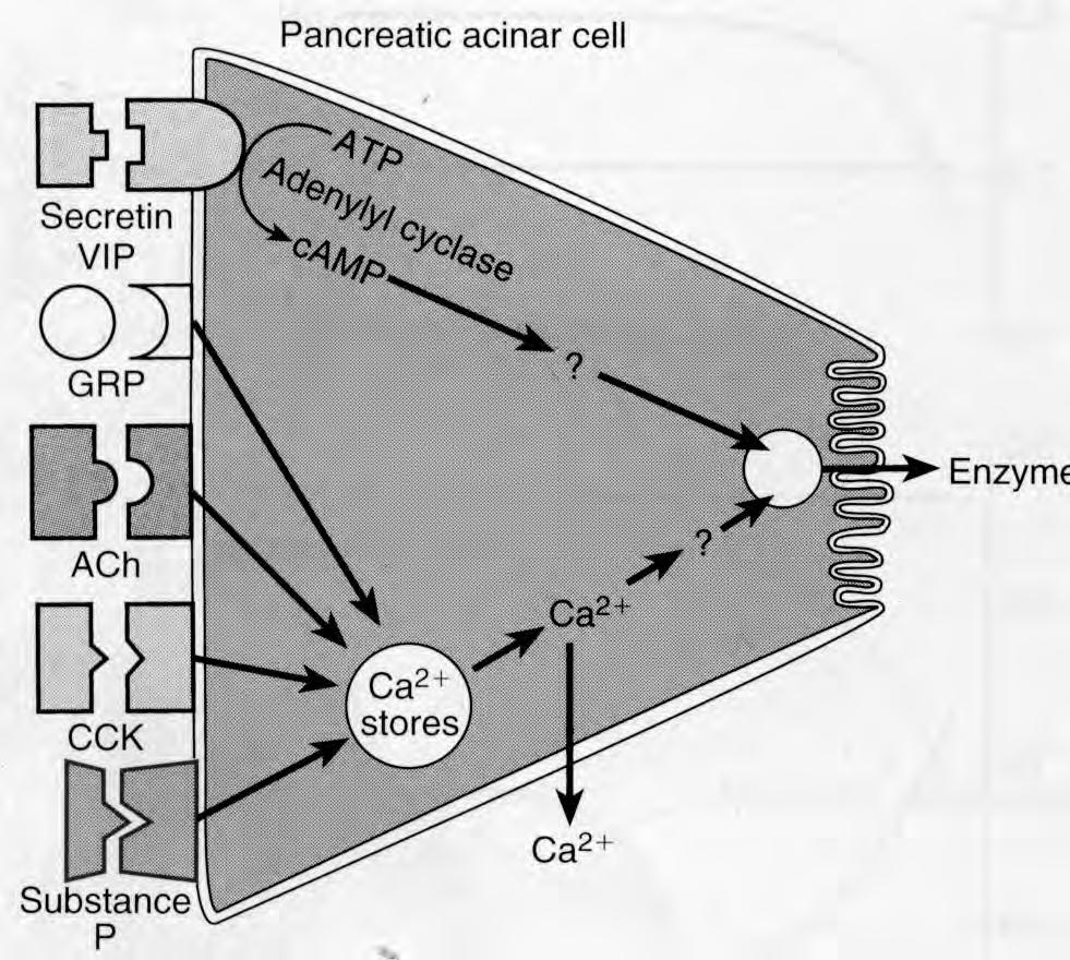 ENTSYYMIEN ERITYS Proteiinikinaasi A aktivaatio