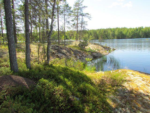 Suunnittelualueella saaren pohjoispään niemessä mäntymetsät ovat MT-kangasta.