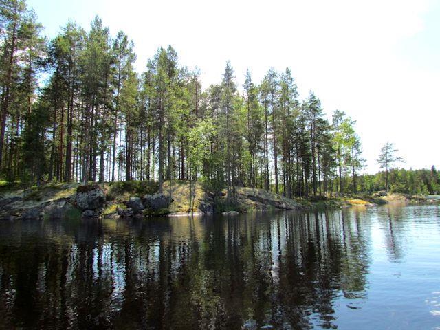 Metsämaan kasvilajisto todettiin melko niukaksi ja lajistoltaan tavanomaiseksi.