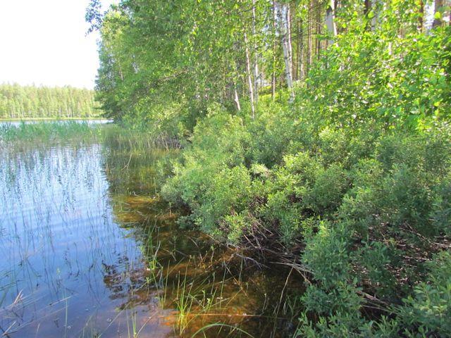 Suunnittelualuetta järvelle päin kuvattuna.