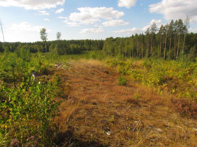 4 joukossa kasvoi runsaasti myös nuorehkoa lehtipuuta (koivuja ja leppiä). Vesijättömaan lajisto todettiin hieman monipuolisemmaksi kuin rinnemaan lajisto.