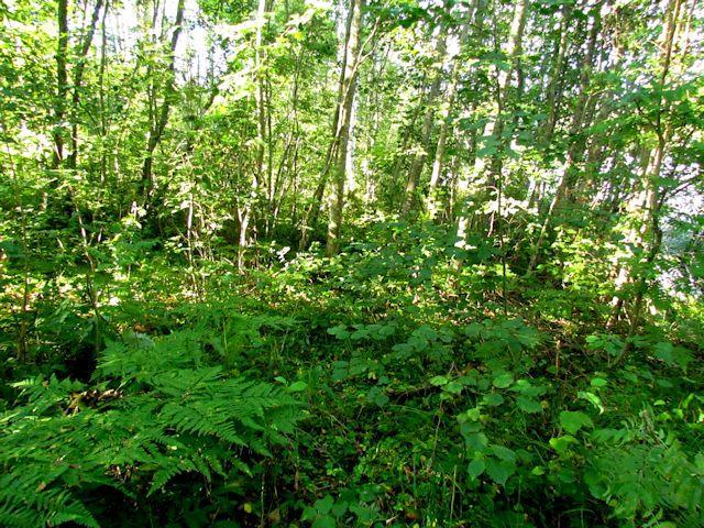 metsät ovat lehtomaisia (ylärinteet OMT, lähempänä rantaavrt) kasvaen erityisesti rannan läheisyydessä runsaasti lehtipuuta (hies- ja rauduskoivua, terva- ja harmaaleppää