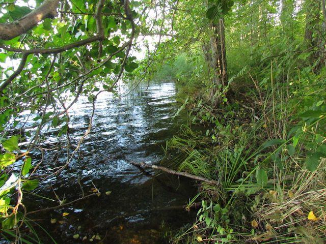 Kuva 8. Suunnittelualueen rantaa Heikkisenlahdelta pois päin kuvattuna. Metsämaan lajisto todettiin monipuoliseksi, mutta tavanomaiseksi lehtomaisten metsien lajistoksi.