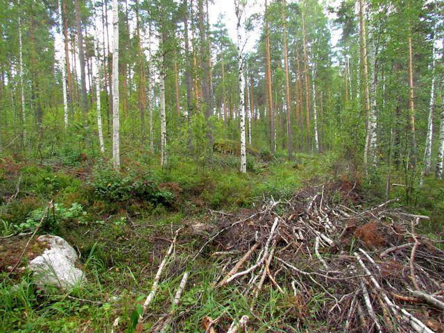 Rannan vesijättömaa on kivistä, hieta- ja hiesupitoista harjusoraa, joka jatkuu rannasta 10-20m leveänä hietapohjaisena rantaterassina Kuivinsaarenselälle päin (Kuva 11.).