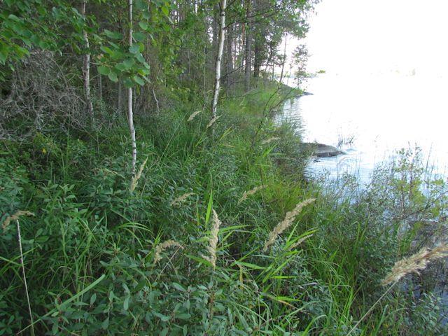 Vesikasvilajisto todettiin tavanomaiseksi dys-oligotrofisten vesien lajistoksi. Metsät ovat nuorta, mäntyvaltaista talousmetsää kalliolaakioiden päällä (MT).