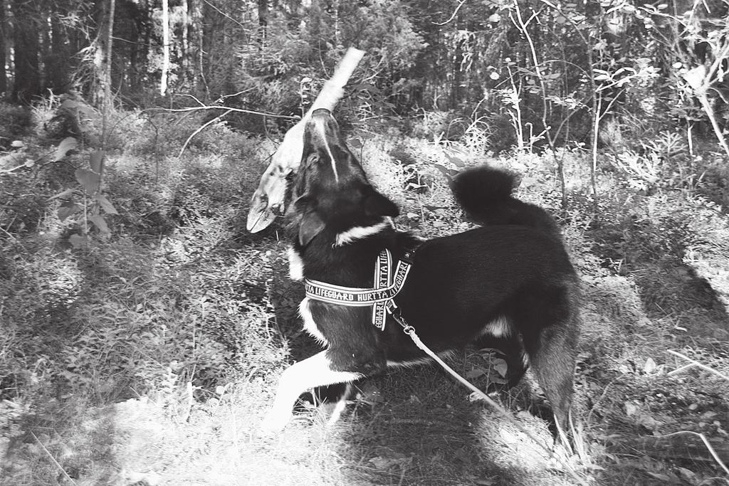 naudan verellä veretetyt verijäljet unohtuvat ja vain aito riista kiinnostaa. Olenkin huomannut, että hirven verellä tehdyt jäljet Rölli jäljestää paremmin, sanoo Tarja.