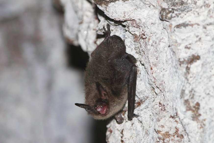 FCG SUUNNITTELU JA TEKNIIKKA OY Raportti 5 (9) Vesisiippa (Myotis daubentonii) Vesisiipan tapaa nimensä mukaisesti usein lentämässä järven tai muun vesistön pintaa hipoen.