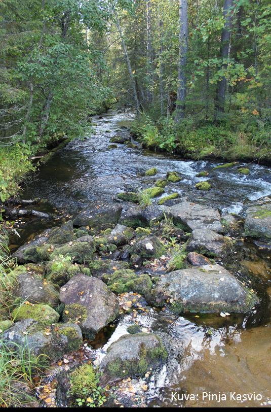 Purojen kunnostuksella pyritään ennallistamaan puro lähelle luontaista tilaa, palauttamaan eliöstölle tärkeitä elinympäristöjä,