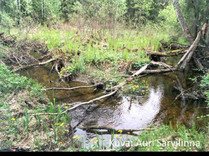 Luonnontilaisen puron tunnusmerkkejä purossa on mutkittelua, tulvatasanteita, leveysvaihteluja, puu- ja kiviainesta ja