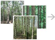 Raute on osa puunjalostuksen arvoketjua SORVAUS Sorvauslinjalla