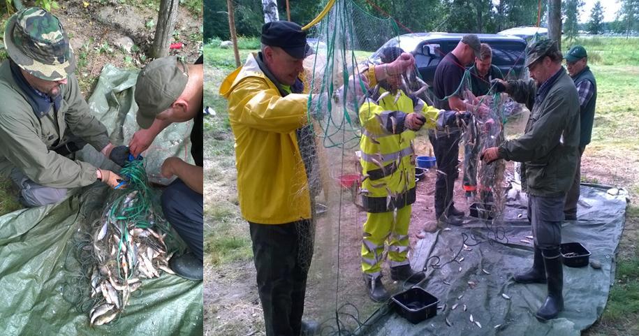 6 Kuva 1.6. Ensimmäiset nostetut verkot matkalla rantaan.