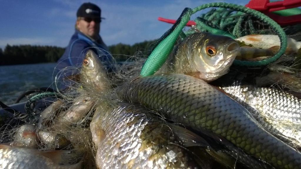 Ahven Kiiski Hauki Lahna Suutari Särki Sorva g/verkko /verkko 5 5000 4500 4000 3500 3000 2500 2000 1500 1000 500 Kirkkojärvi 2014 250 200 150 100 50 0 0 g/verkko /verkko Kuva 1.4. Vehkajärven eri kalalajien yksikkösaaliit (g/verkko ja /verkko) vuonna 2013.