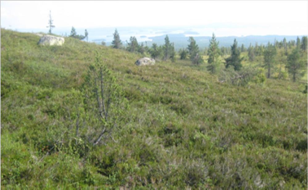 Pohjoisboreaaliset kankaat lajien abundanssit Laji peittävyys/frekvenssi (t <0.05) (x 2 <0.