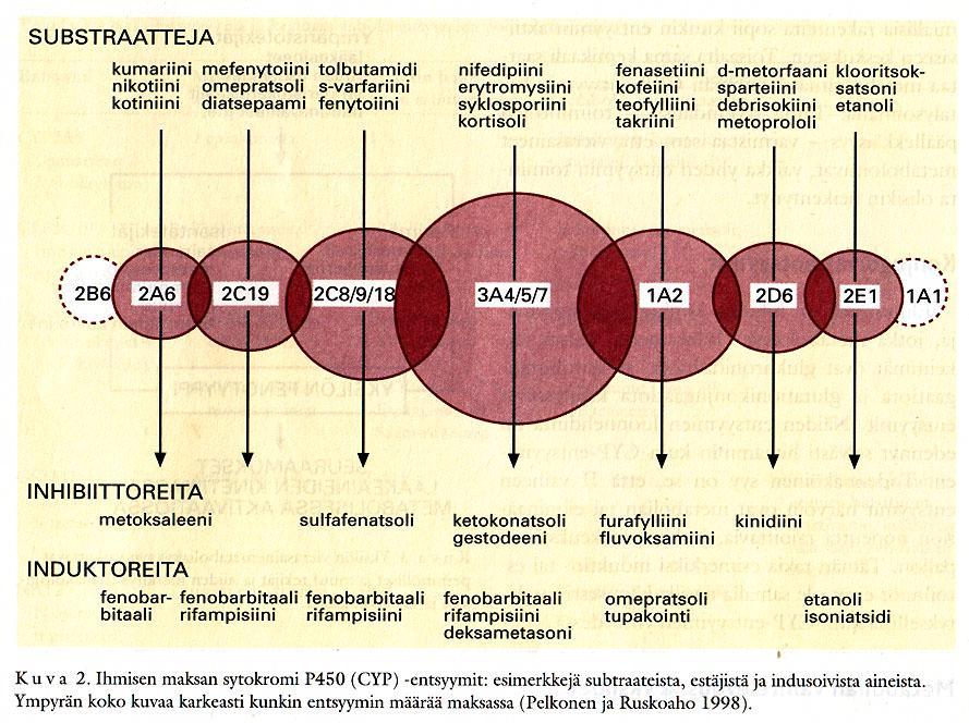 CYP-isoentsyymit - interaktiot CYP-induktion/-inhibition seuraus Metabolian induktio Lääkeaine Lääkevaikutus heikkenee hoito ei tehoa Mahdollisten toksisten metaboliittien vaikutus voimistuu