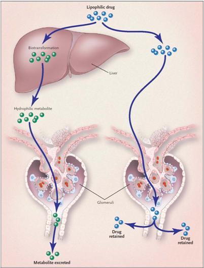 Digoksiinin puhdistuma riippuu kreatiniinipuhdistuma Metabolia Miksi?