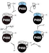 Sytokromi P450 (CYP) CYP1, CYP2, ja CYP3 CYP1A2 - n.