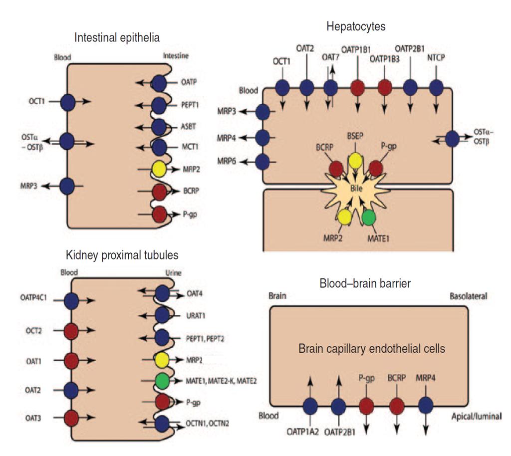 Solukalvon kuljetusproteinit ABC-perhe(ATP-binding casette) mm.