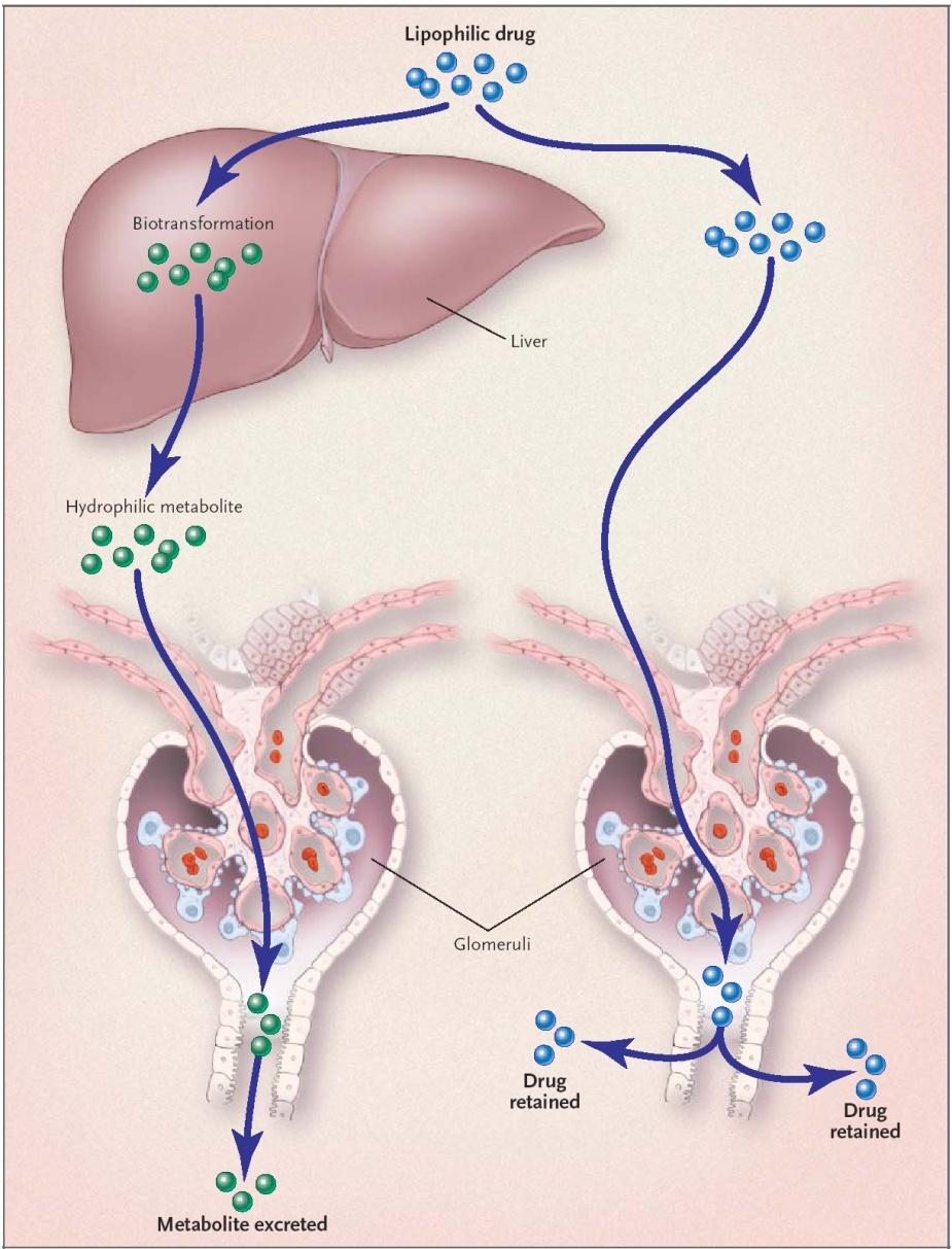 Metabolian seuraukset Rasvaliukoinen aine vesiliukoiseksi à erittyy