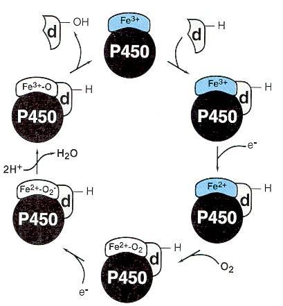 Maksan mikrosomaaliset entsyymit - CYP Sytokromi P450 (CYP) CYP1, CYP2, ja CYP3 CYP1A2 - n.