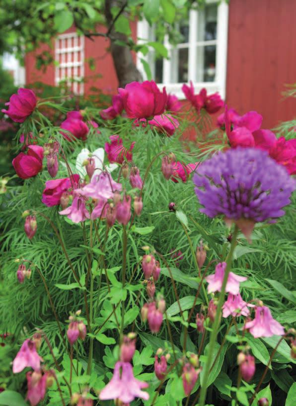 Kartanopioni (Paeonia x hybrida), ukkolaukka (Allium hollandicum) ja akileija (Aquilegia) muodostavat hienon viileänsävyisen yhdistelmän.