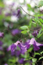 Tiukukärhö Arabella (Clematis x diversifolia) ei tartu omin voimin säleikköön vaan versot pitää sitoa.