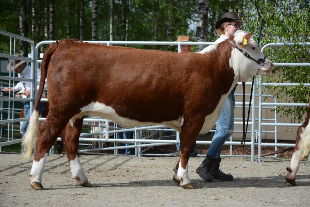 Hereford vuosinäyttely tulokset 2017 16.6.2017 Farmari, Seinäjoki Nuoremmat hiehot: 1. Luoteeen Nizza nro4 Korvanro. 132 Synt 4.5.