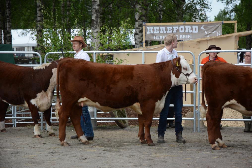 6. Aron Nieuw 10 Korvanro. 601 Synt. 21.3.