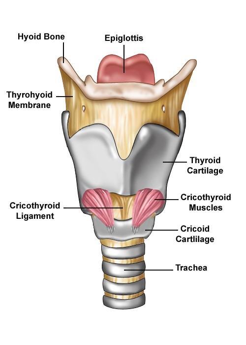 happinen veri palaa keuhkoihin sydämen ja keuhkovaltimoiden kautta. (Larmila 2010a, 15; Sand et al. 2014, 356.) Kuva 1 Larynx Lähde: Stojanović, S & Belić, B. 2013.