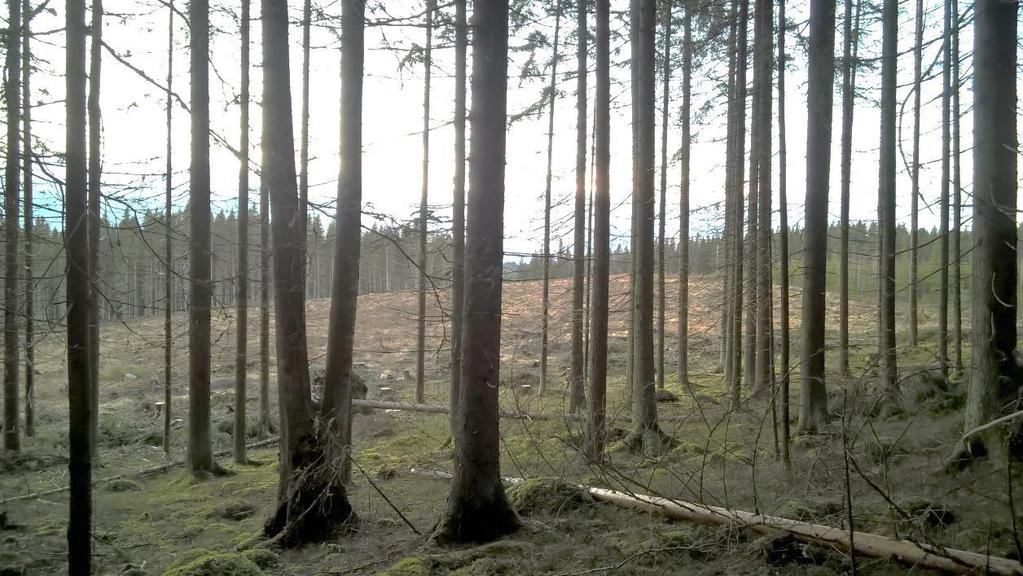FCG SUUNNITTELU JA TEKNIIKKA OY OAS 21 (21) 9 LISÄTIEDOT Muuramen kunta Julia Virtanen, tekninen johtaja Marja Jukkala, kaavoitusarkkitehti p. 014 659 650 p. 014 659 661 julia.virtanen@muurame.